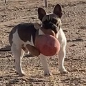 AKC Male Blue Pie Frenchie - a French Bulldog puppy