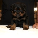 AKC GERMAN ROTTWEILER PUPPIES - a Rottweiler puppy