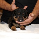 Superior Quality AKC German Rottweiler Puppies - a Rottweiler puppy