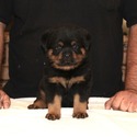 Superior Quality AKC German Rottweiler Puppies - a Rottweiler puppy