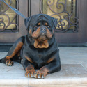 Superior Quality AKC German Rottweiler Puppies - a Rottweiler puppy