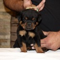 THE BEST LOOKING AKC GERMAN ROTTWEILER PUPPIES - a Rottweiler puppy