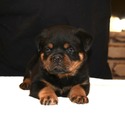 THE BEST LOOKING AKC GERMAN ROTTWEILER PUPPIES - a Rottweiler puppy