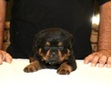 THE BEST LOOKING AKC GERMAN ROTTWEILER PUPPIES - a Rottweiler puppy