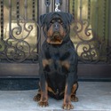 THE BEST LOOKING AKC GERMAN ROTTWEILER PUPPIES - a Rottweiler puppy