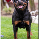 THE BEST LOOKING AKC GERMAN ROTTWEILER PUPPIES - a Rottweiler puppy