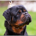 THE BEST LOOKING AKC GERMAN ROTTWEILER PUPPIES - a Rottweiler puppy