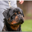 THE BEST LOOKING AKC GERMAN ROTTWEILER PUPPIES - a Rottweiler puppy