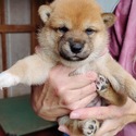 Fesmire - a Shiba Inu puppy