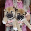 Fesmire - a Shiba Inu puppy