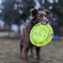 Silver Linings Australian Shepherds owned by Silver Linings Australian Shepherds