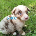 Peter - a Miniature Australian Shepherd puppy