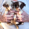 Greg - a Miniature Australian Shepherd puppy