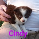 Cindy - a Miniature Australian Shepherd puppy