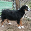 Julie - a Miniature Australian Shepherd puppy