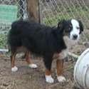 Julie - a Miniature Australian Shepherd puppy