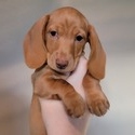 Breck - a Dachshund puppy