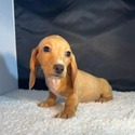 Rusty - a Dachshund puppy