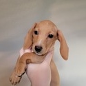 Rusty - a Dachshund puppy