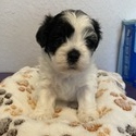 Savannah - a Shih Tzu puppy