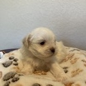 Stacey - a Shih Tzu puppy