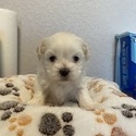 Sabrina - a Shih Tzu puppy