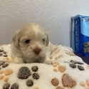 Monty - a Shih Tzu puppy