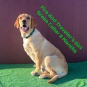 AKC Female Fox Red Lab Pup - a Labrador Retriever puppy