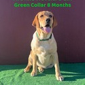 AKC Female Fox Red Lab Pup - a Labrador Retriever puppy
