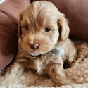 Ashby - a Havanese puppy