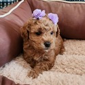 Mavis - a Poodle puppy