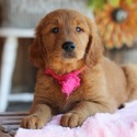 Jake - a Golden Retriever puppy