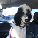 PoodlegroomerL owned by PoodlegroomerL