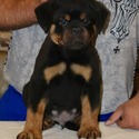 WORLD CLASS AKC GERMAN ROTTWEILER PUPPIES - a Rottweiler puppy