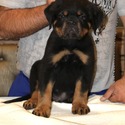 WORLD CLASS AKC GERMAN ROTTWEILER PUPPIES - a Rottweiler puppy