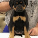 WORLD CLASS AKC GERMAN ROTTWEILER PUPPIES - a Rottweiler puppy