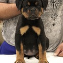 THE BEST LOOKING AKC GERMAN ROTTWEILER PUPPIES - a Rottweiler puppy