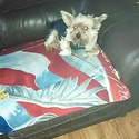 Big Boy - a Yorkshire Terrier puppy