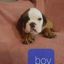 ENGLISH BULLDOG PUPPIES - a Bulldog puppy