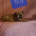 ENGLISH BULLDOG PUPPIES - a Bulldog puppy