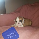 ENGLISH BULLDOG PUPPIES - a Bulldog puppy