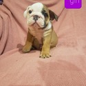 ENGLISH BULLDOG PUPPIES - a Bulldog puppy