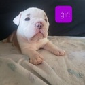 ENGLISH BULLDOG PUPPIES - a Bulldog puppy