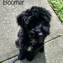 Boomer - a Labradoodle puppy