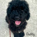 Buddy - a Labradoodle puppy