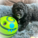 Ajei - a Labradoodle puppy