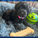 Awee - a Labradoodle puppy