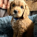 King - a Labradoodle puppy