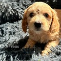 Princess - a Labradoodle puppy