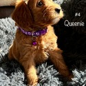 Queenie - a Labradoodle puppy